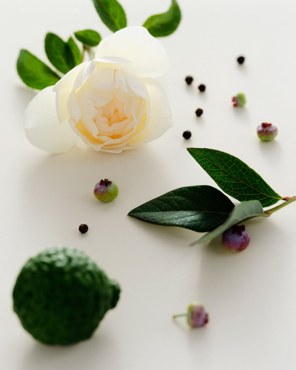 Antidris Cassis Candle